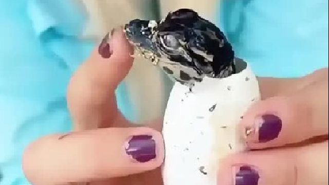 女孩在野外捡到一枚鳄鱼蛋，没想到小家伙把女孩当作自己的妈妈