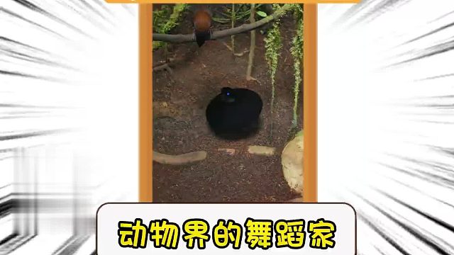 动物界的舞蹈家