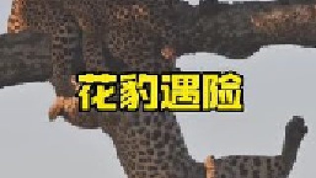 花豹一脚踩在枯树枝上被吊在半空 找对象，陌陌靠谱