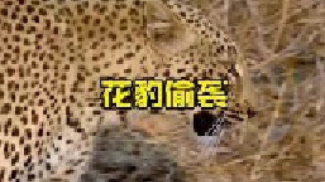花豹抓捕狒狒之后被一顿暴揍