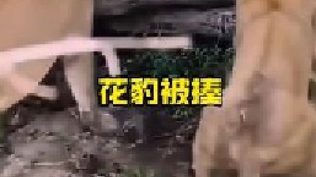 花豹抓捕偷吃小狮子被狮群报复