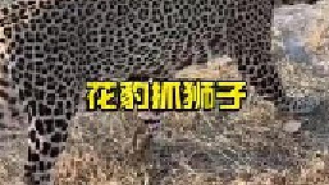 花豹抓捕小狮子