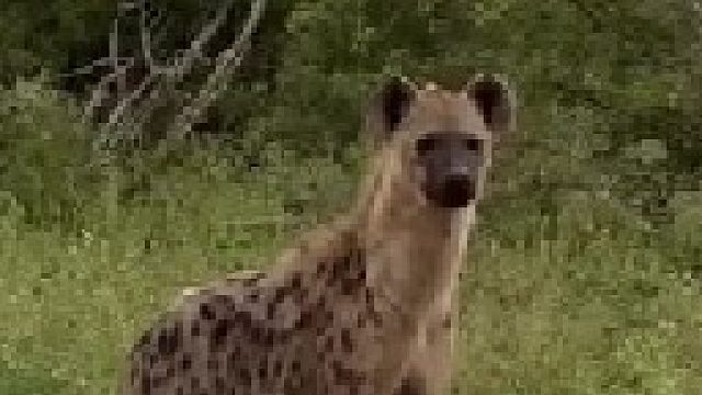 花豹抓获小狮子，随即遭到狮群围攻直至最后体无完肤摇摇欲坠