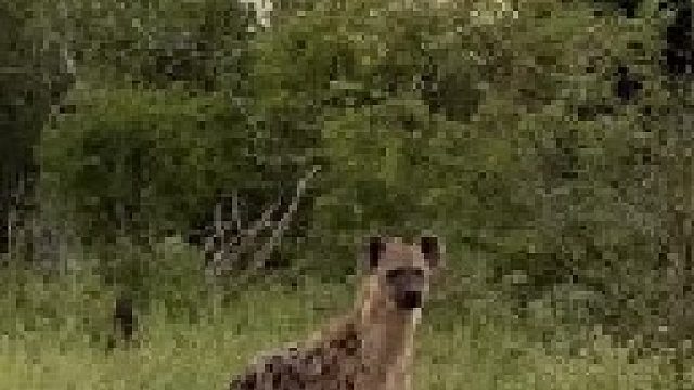 花豹抓住疣猪鬣狗突然闪现