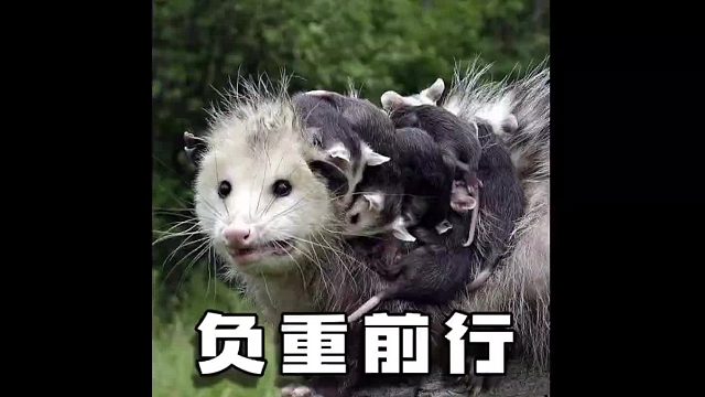 如果孩子是甜蜜的负担，这属实有点太重了……