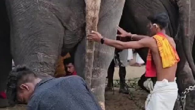 想象不到的爬上大象的方式