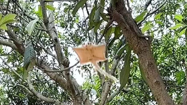 今年一直都没有什么好天气，好久没带出来玩，它都瘦了