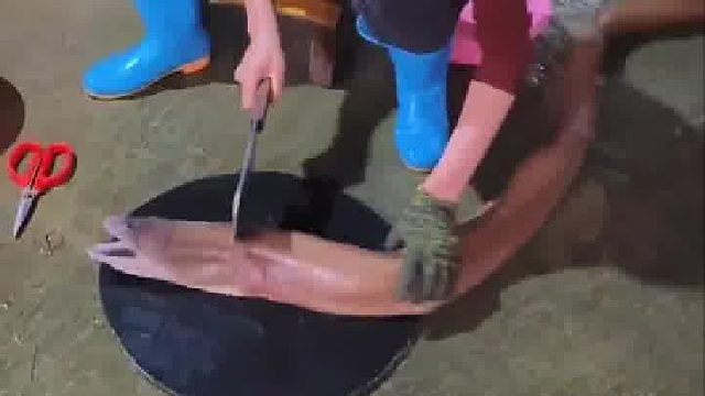 太凶猛了，深海野生大红鳗