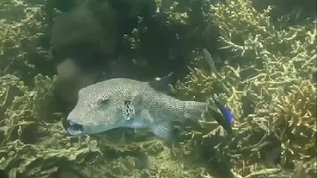 吸盘鱼展示顶级走位，“今天吸定你了”