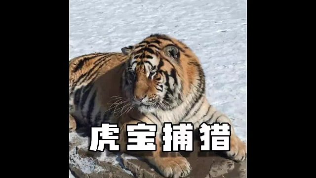 如果你在路上看见这样一只虎宝，不用慌，它只是个一岁半的宝宝