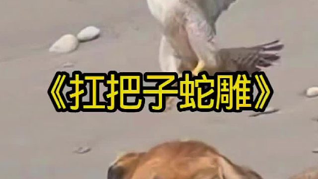 蛇雕狩猎毒蛇简直就是扛把子