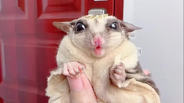 箍戴上之后，都变成趴耳朵了