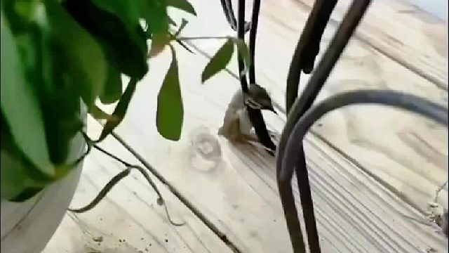 女孩在家救了一只卡进缝隙的小鸟，小家伙每天醒来都要飞向她手心