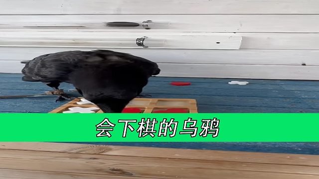会下棋的乌鸦