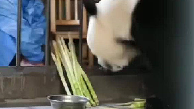 大熊猫无差别带娃模式……