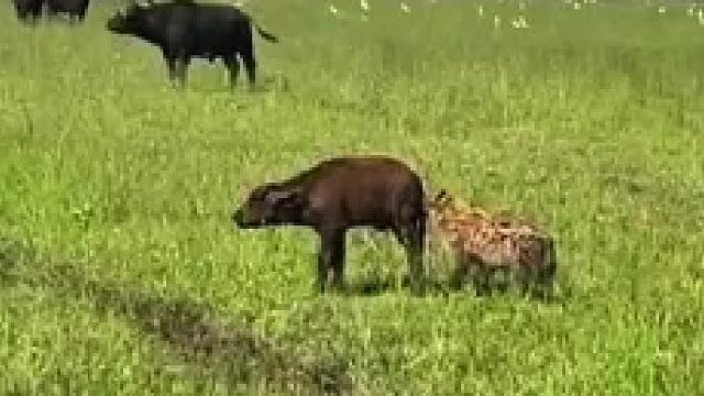 当着小牛爸妈的面给小牛掏肛