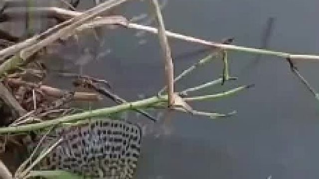 网友河边偶遇大鱼，摸了摸它的尾巴。