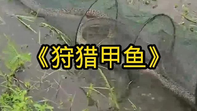 狩猎甲鱼