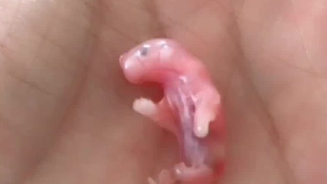 大半夜给我送个娃过来，这我怎么喂吖