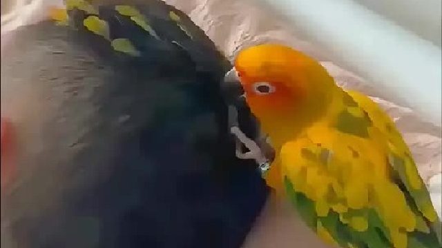 小鸟在男人睡觉时用身上的羽毛放他头发上，无论怎么驱赶都不离开