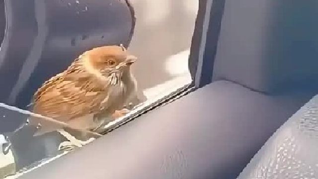 麻雀为了避雨躲进对夫妇的车里，后来小家伙带着整个家族感谢它们