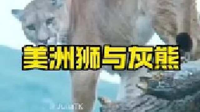 灰熊遭到美洲狮追击