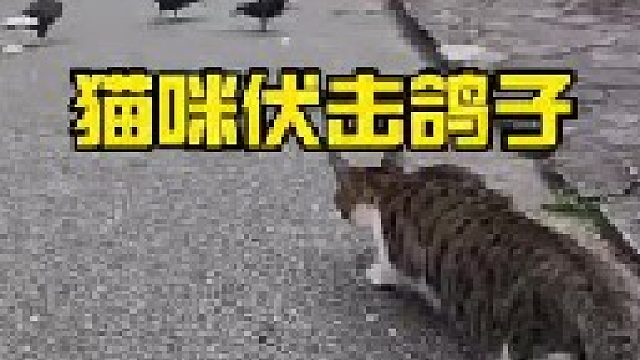 机灵的猫咪伏击鸽子
