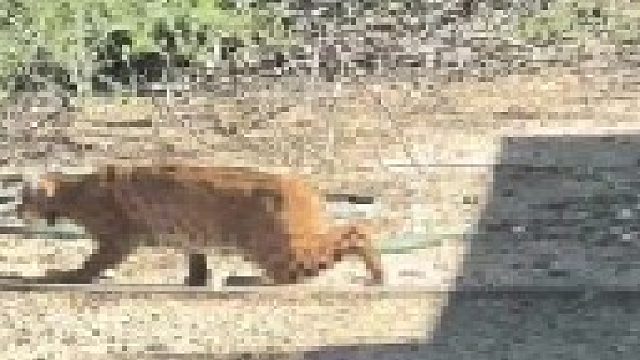 机灵的山猫出其不意的攻击抓住猎物