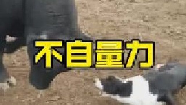 几只小狗挑衅追赶公牛