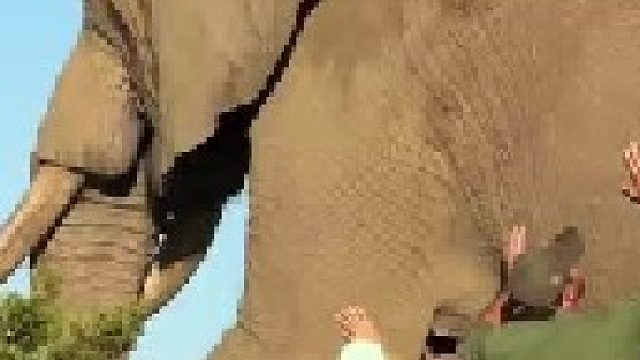 将近十吨重的超级大象