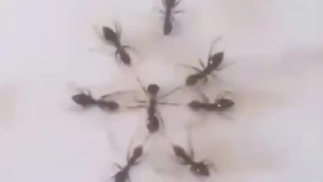 一只蚂蚁受到蚊界酷刑，被六只同类拉拽手脚 网友：犯了什么错