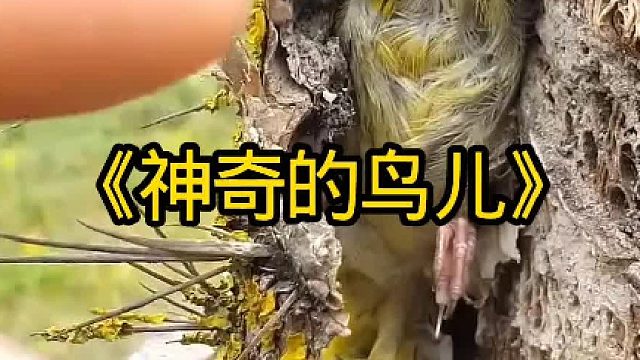 奇怪的鸟儿，居然不修建鸟窝