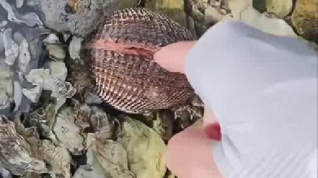 第一次听到蚌的叫声