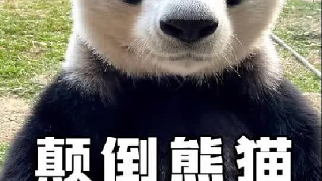 不一般的女熊，背后都会有个不一般的老妈