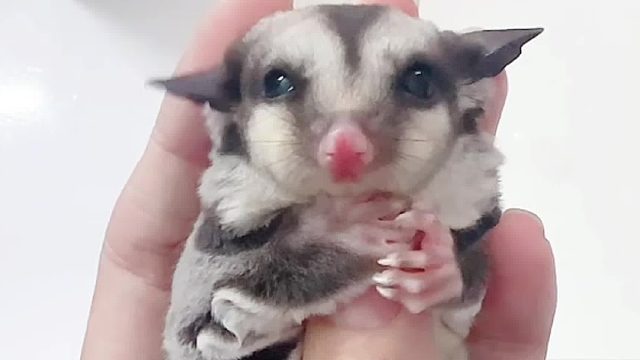 过渡好奶粉就要去新家啦。