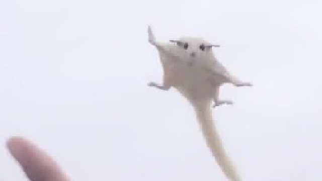 上天不让动物说话，就是告诉我们：“爱和忠诚是用行动，而不是语言。”