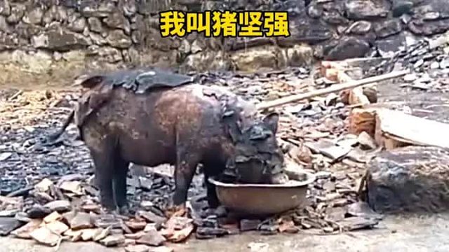 一头猪在大火中奇迹的生存下来，被大家称为猪坚强
