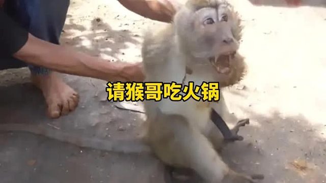 今天猴哥非得去印尼老表家吃火锅，拦到拦不住