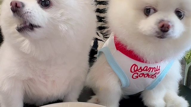 现在的小狗都这么要面子的吗