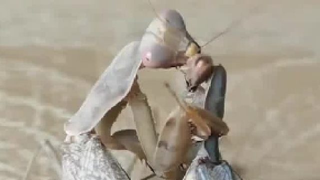 养螳螂十年的网友实拍，母螳螂一口一口吃下公螳螂，网友：看过黑猫警长的你们多大了？