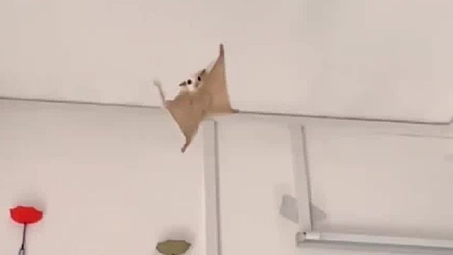 希望你小小的烦恼都不见