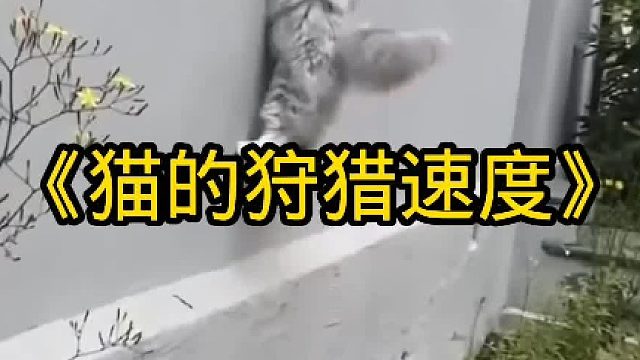 猫的速度太快了