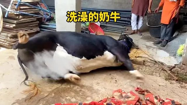 奶牛去河里面洗澡，结果遇见了得了一身怪病，就连教授博士都毫无办法