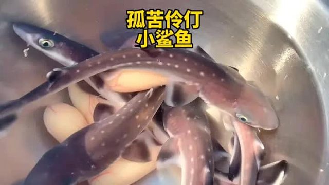 小哥误将怀孕的鲨鱼妈妈送，结果从鲨鱼妈妈身体中出来了好几只小鲨鱼