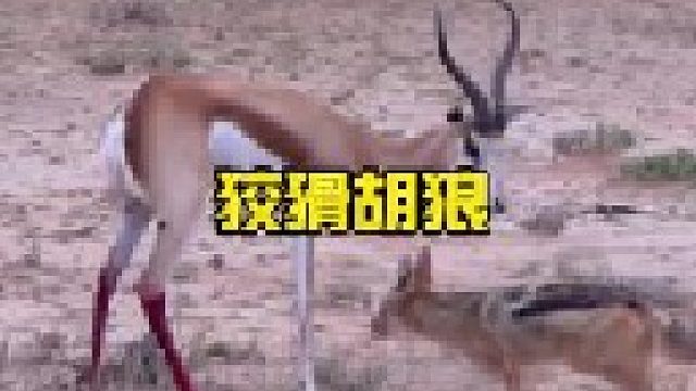 狡猾胡狼围击羚羊的场面