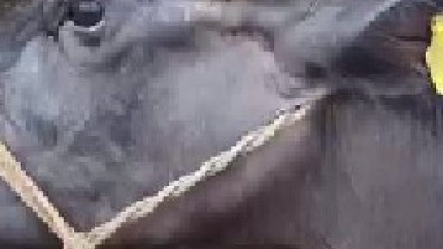 解救被牛角顶入脑袋的老牛