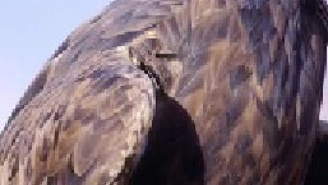 金雕霸气狩猎狐狸直接打包带走