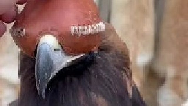 金雕霸气狩猎野狼