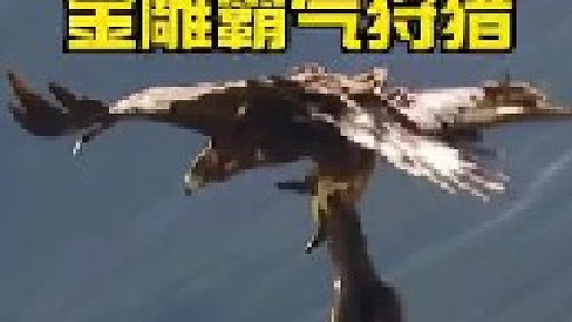 金雕狩猎岩羊的场面