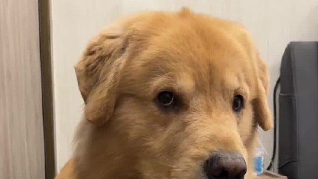 养狗之后，越来越穷了..